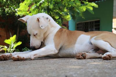 Close-up of a dog resting on footpath