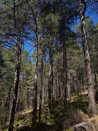 Low angle view of trees in forest against sky