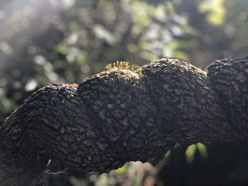 Close-up of lichen on tree