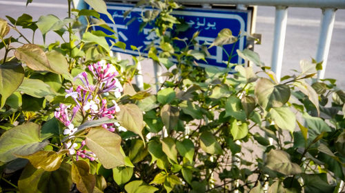 Close-up of flowers blooming outdoors