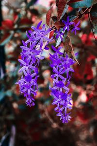 Close-up of purple flowering plant