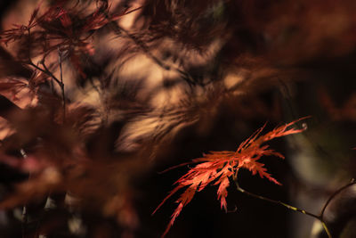 Close-up of autumn leaves on tree during sunset