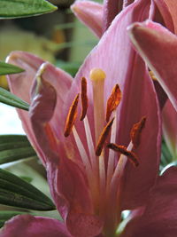 Close-up of fresh orange lily