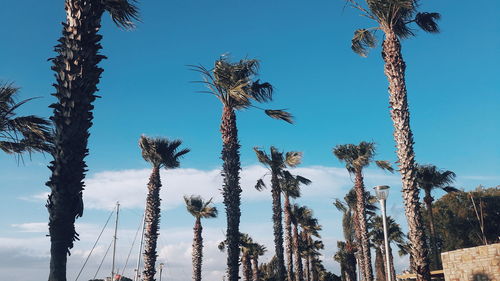 Low angle view of palm trees against clear blue sky