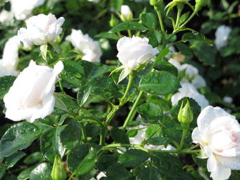 Close-up of white flowering plant