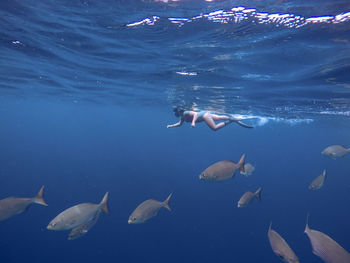 Scuba diving in sea