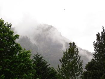 Low angle view of trees against sky