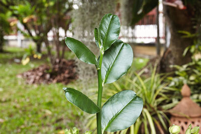 Close-up of plant growing on field