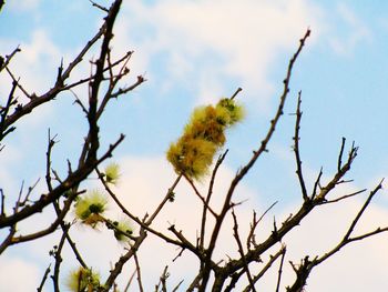 Low angle view of flower tree against sky