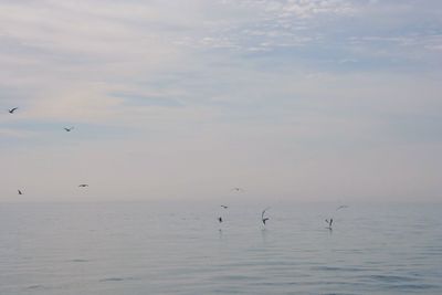 Birds flying over sea against sky