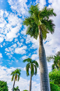Low angle view of palm trees against cloudy sky