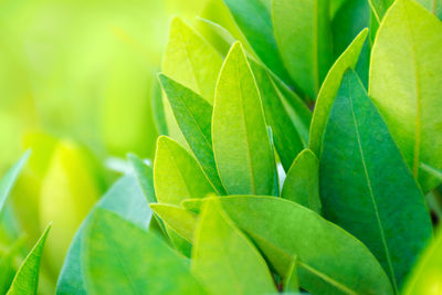 Macro shot of green leaves