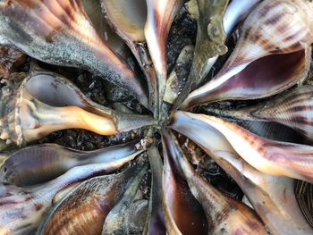 Full frame shot of fish for sale in market