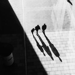 Shadow of woman on wall