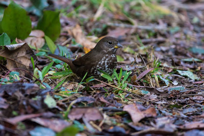 Close-up of bird perching on ground