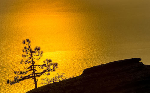 Silhouette plant against yellow sky during sunset