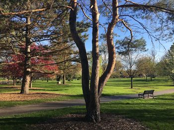 Trees on field against sky