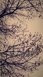 Bare trees against sky