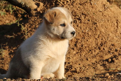 Dog looking away while sitting on land