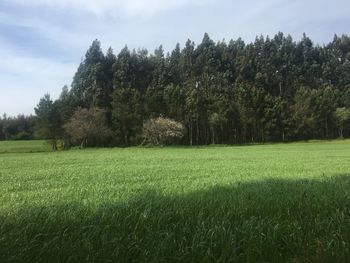 Scenic view of grassy field against sky