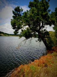 Tree by lake against sky