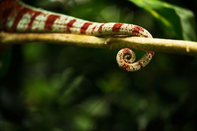 Close-up of plant