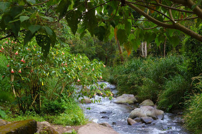 Plants growing by river in forest