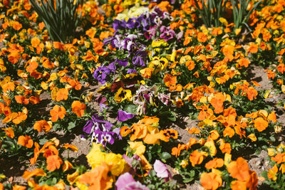 Full frame shot of yellow flowering plants