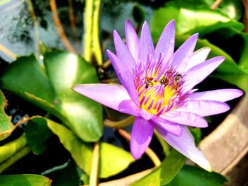 Close-up of purple lotus