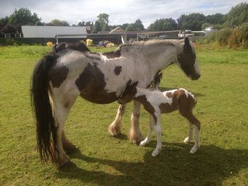 Horses grazing on field