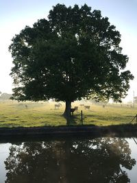 Tree by lake against sky