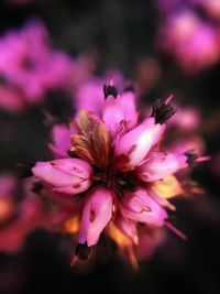 Close-up of pink flowers blooming outdoors