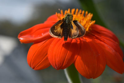 Close-up of moth pollinating on flower