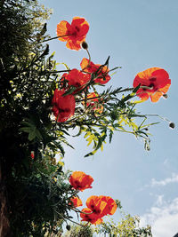 Low angle view of red flowering plant against sky