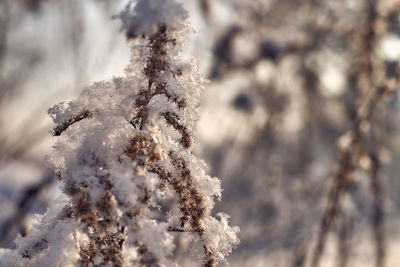 Close-up of frozen plant