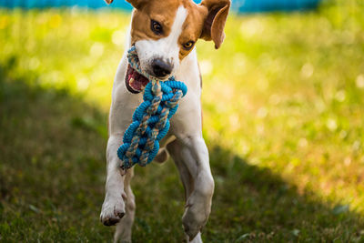 Portrait of dog running on field