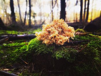 Close-up of moss growing on tree trunk