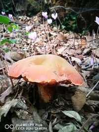 Close-up of mushroom on field