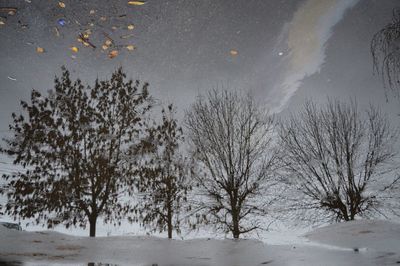 Trees on snow covered field against sky