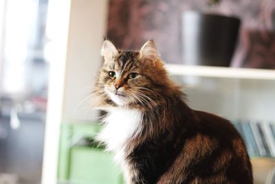 Close-up of cat looking away