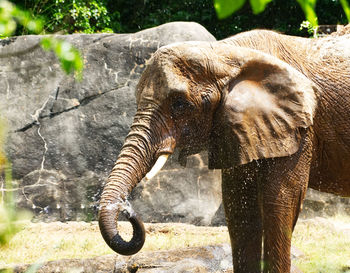 Close-up of elephant in zoo