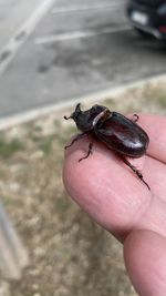 Cropped hand holding small insect