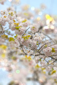 Close-up of cherry blossom