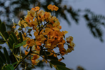 Low angle view of flowering plant against sky