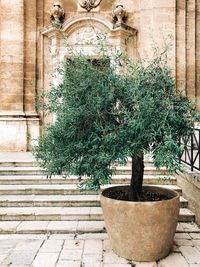 Potted plant against wall