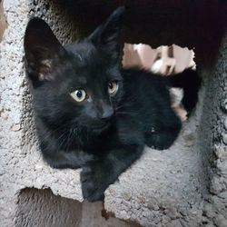 Portrait of black cat sitting outdoors