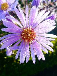 Close-up of purple flower blooming in water