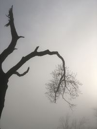 Low angle view of silhouette bare tree against sky