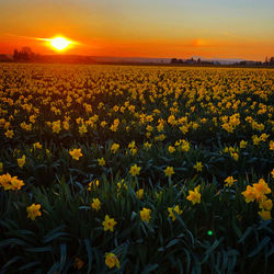 Scenic view of sunflower field against sky during sunset