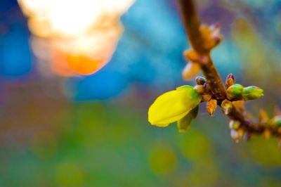 Close-up of flower against blurred background